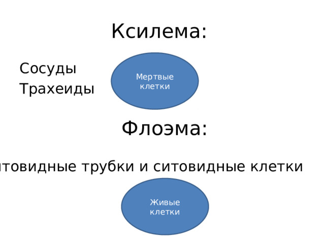 Ксилема: Мертвые клетки Сосуды Трахеиды Флоэма: Ситовидные трубки и ситовидные клетки Живые клетки 