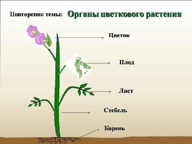 Органы растений 