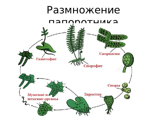 Размножение папоротника 