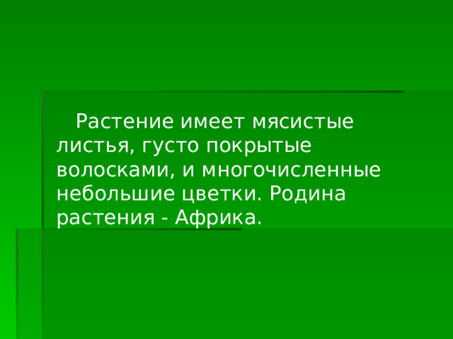  Растение имеет мясистые листья, густо покрытые волосками, и многочисленные небольшие цветки. Родина растения - Африка. 