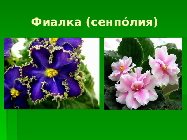 Фиалка (сенп о́ лия) 