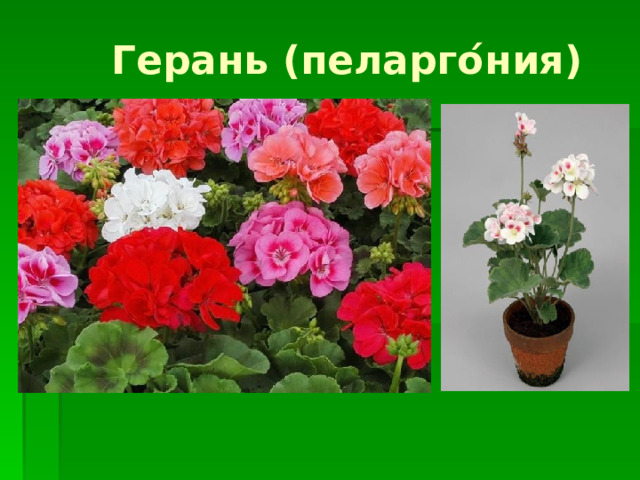 Герань (пеларго ́ ния) 