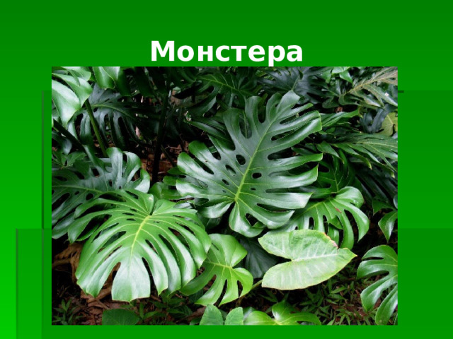 Монстера 