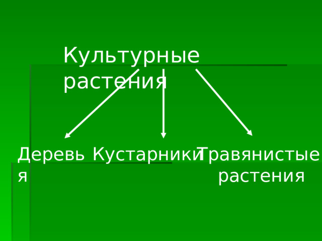 Культурные растения Деревья Травянистые растения Кустарники 