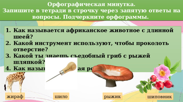Орфографическая минутка. Запишите в тетради в строчку через запятую ответы на вопросы. Подчеркните орфограммы. Как называется африканское животное с длинной шеей? Какой инструмент используют, чтобы проколоть отверстие? Какой ты знаешь съедобный гриб с рыжей шляпкой? Как называется дикая роза? шило жираф рыжик шиповник 