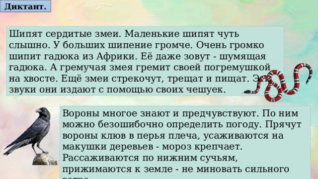 Диктант. Шипят сердитые змеи. Маленькие шипят чуть слышно. У больших шипение громче. Очень громко шипит гадюка из Африки. Её даже зовут - шумящая гадюка. А гремучая змея гремит своей погремушкой на хвосте. Ещё змеи стрекочут, трещат и пищат. Эти звуки они издают с помощью своих чешуек. Вороны многое знают и предчувствуют. По ним можно безошибочно определить погоду. Прячут вороны клюв в перья плеча, усаживаются на макушки деревьев - мороз крепчает. Рассаживаются по нижним сучьям, прижимаются к земле - не миновать сильного ветра. 