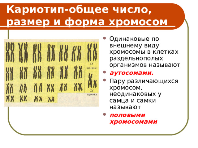 Кариотип-общее число, размер и форма хромосом Одинаковые по внешнему виду хромосомы в клетках раздельнополых организмов называют аутосомами. Пару различающихся хромосом, неодинаковых у самца и самки называют  половыми хромосомами  