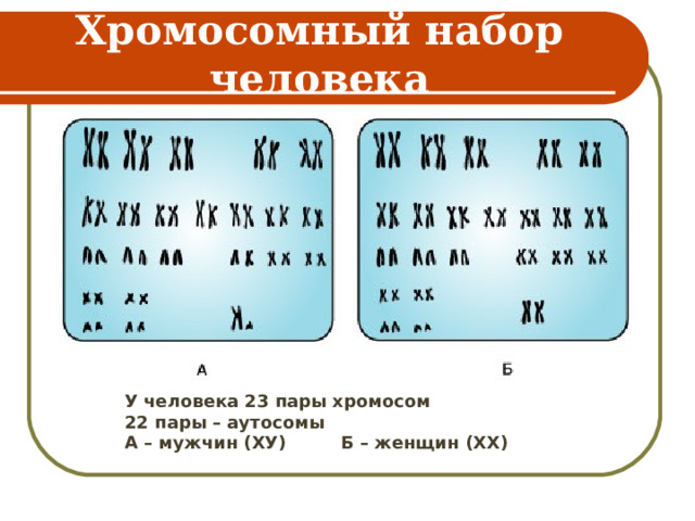 Хромосомный набор человека У человека 23 пары хромосом 22 пары – аутосомы А – мужчин (ХУ) Б – женщин (ХХ) 