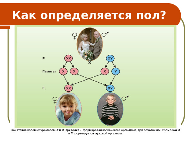 Как определяется пол? 