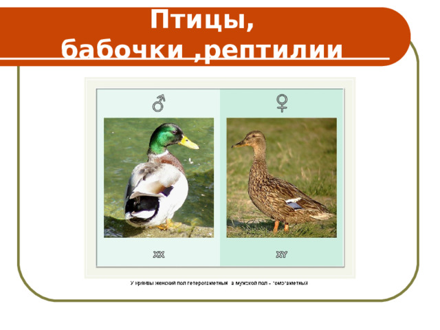 Птицы, бабочки ,рептилии 