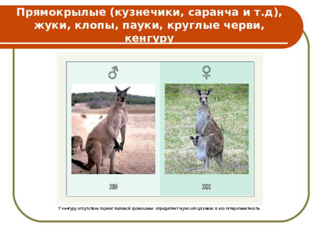 Прямокрылые (кузнечики, саранча и т.д), жуки, клопы, пауки, круглые черви, кенгуру 