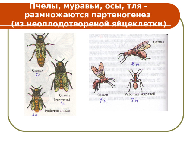 Пчелы, муравьи, осы, тля – размножаются партеногенез  (из неоплодотвореной яйцеклетки) 