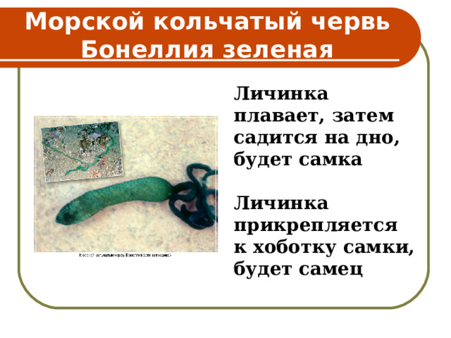 Морской кольчатый червь Бонеллия зеленая Личинка плавает, затем садится на дно, будет самка  Личинка прикрепляется к хоботку самки, будет самец  