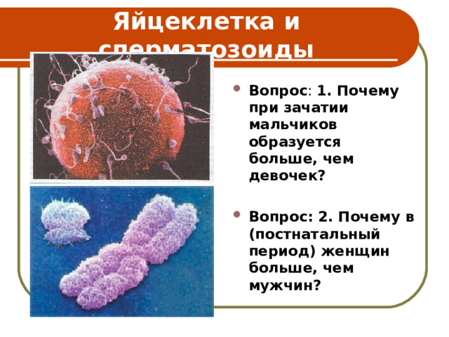 Яйцеклетка и сперматозоиды Вопрос : 1. Почему при зачатии мальчиков образуется больше, чем девочек?  Вопрос: 2. Почему в (постнатальный период) женщин больше, чем мужчин?  