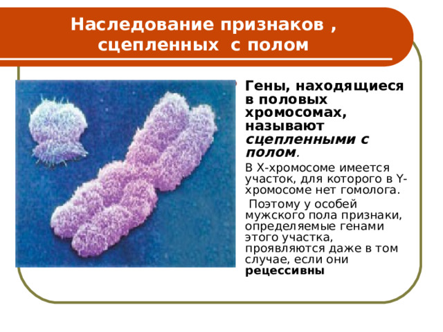 Наследование признаков , сцепленных с полом Гены, находящиеся в половых хромосомах, называют сцепленными с полом . В X-хромосоме имеется участок, для которого в Y- хромосоме нет гомолога.  Поэтому у особей мужского пола признаки, определяемые генами этого участка, проявляются даже в том случае, если они рецессивны . 
