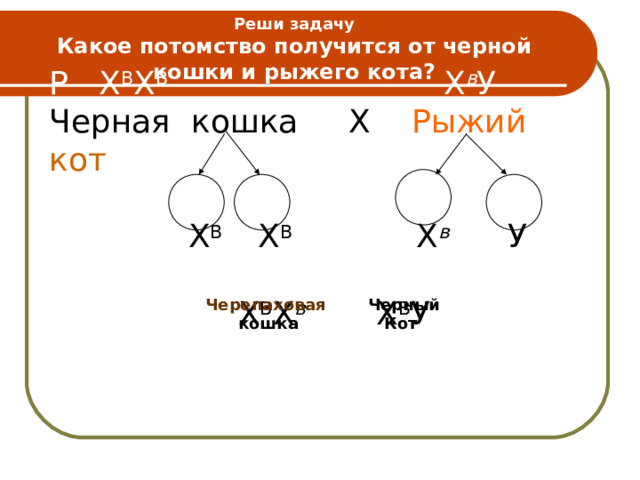Реши задачу  Какое потомство получится от черной кошки и рыжего кота? Р Х В Х В Х в У Черная  кошка Х Рыжий  кот Гаметы  Х В Х В Х в  У F 1  Х В Х в  Х В У Черепаховая Черный Кот кошка 