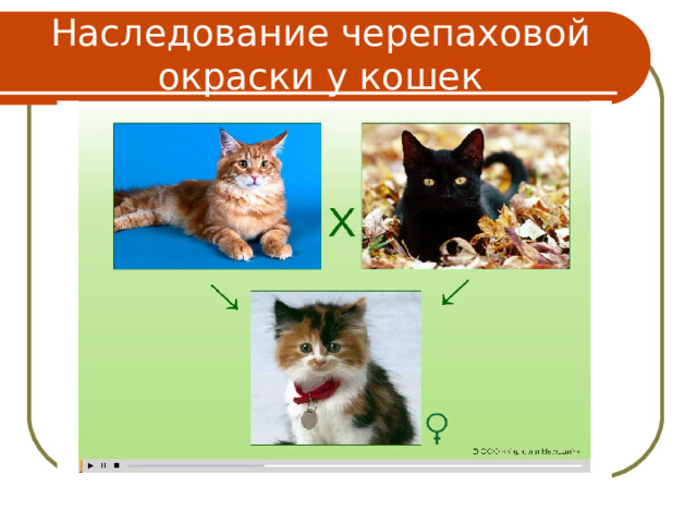 Наследование черепаховой окраски у кошек 
