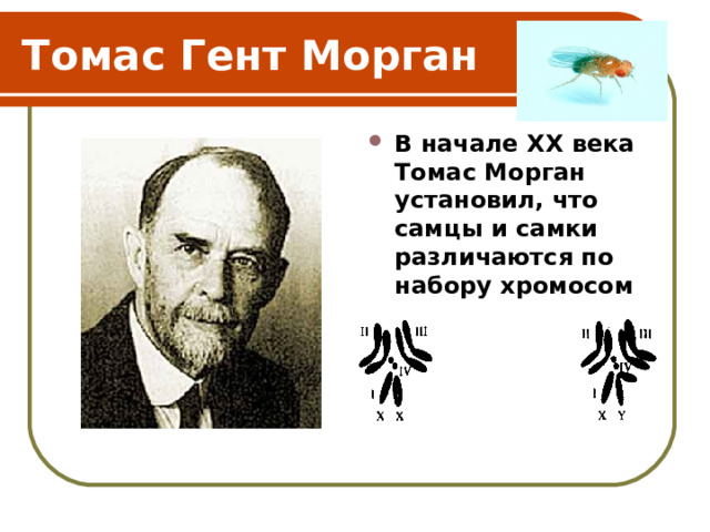 Томас Гент Морган В начале XX века Томас Морган установил, что самцы и самки различаются по набору хромосом 