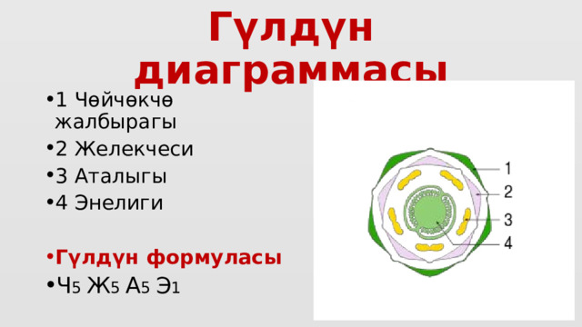 Гүлдүн диаграммасы 1 Чөйчөкчө жалбырагы 2 Желекчеси 3 Аталыгы 4 Энелиги Гүлдүн формуласы Ч 5 Ж 5 А 5 Э 1 