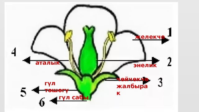 желекче аталык  энелик  чөйчөкчө жалбырак гүл төшөгү гүл сабы 