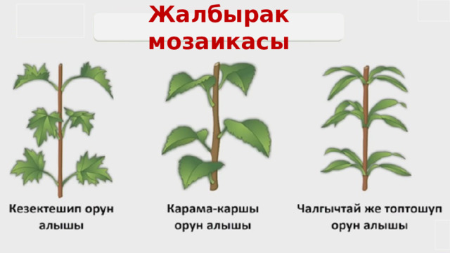 Жалбырак мозаикасы 