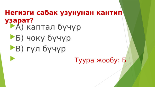Негизги сабак узунунан кантип узарат? А) каптал бүчүр Б) чоку бүчүр В) гүл бүчүр  Туура жообу: Б 