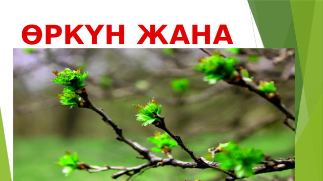 ӨРКҮН ЖАНА БҮЧҮР 