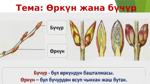  Тема: Өркүн жана бүчүр 