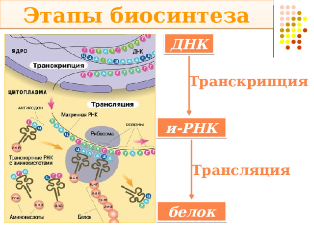 Этапы биосинтеза ДНК Транскрипция и-РНК Трансляция белок 