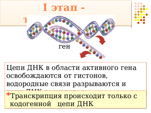 I этап - транскрипция ген Цепи ДНК в области активного гена освобождаются от гистонов, водородные связи разрываются и цепи ДНК расходятся Транскрипция происходит только с кодогенной цепи ДНК 