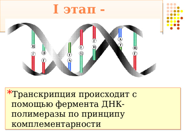 I этап - транскрипция Транскрипция происходит с помощью фермента ДНК-полимеразы по принципу комплементарности 