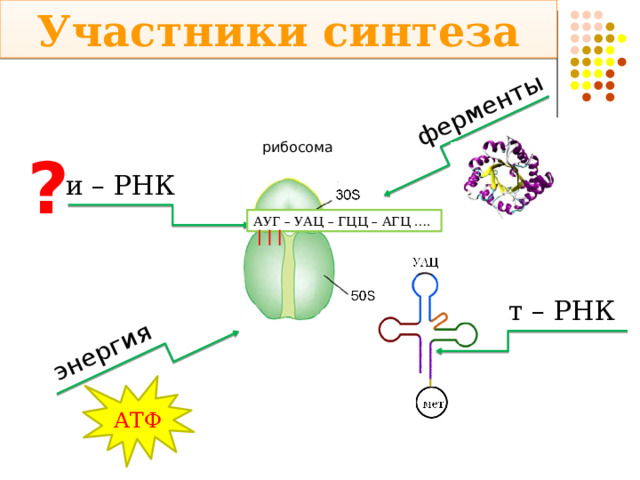 Участники синтеза энергия  ферменты рибосома ? и – РНК АУГ – УАЦ – ГЦЦ – АГЦ …. т – РНК АТФ 