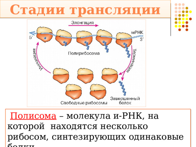 Стадии трансляции  Полисома – молекула и-РНК, на которой находятся несколько рибосом, синтезирующих одинаковые белки 