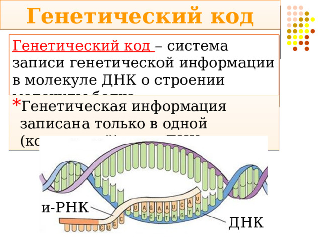 Генетический код Генетический код – система записи генетической информации в молекуле ДНК о строении молекулы белка Генетическая информация записана только в одной (кодогенной) цепи ДНК и-РНК ДНК 