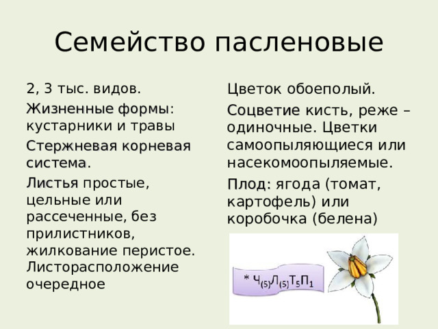 Семейство пасленовые 2, 3 тыс. видов. Жизненные формы : кустарники и травы Стержневая корневая система . Листья простые, цельные или рассеченные, без прилистников, жилкование перистое. Листорасположение очередное Цветок обоеполый. Соцветие кисть, реже – одиночные. Цветки самоопыляющиеся или насекомоопыляемые. Плод: ягода (томат, картофель) или коробочка (белена) 