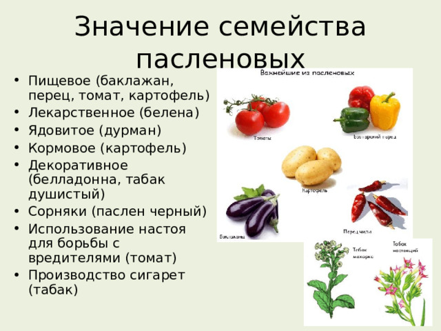 Значение семейства пасленовых Пищевое (баклажан, перец, томат, картофель) Лекарственное (белена) Ядовитое (дурман) Кормовое (картофель) Декоративное (белладонна, табак душистый) Сорняки (паслен черный) Использование настоя для борьбы с вредителями (томат) Производство сигарет (табак)  