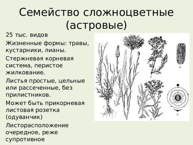 Семейство сложноцветные (астровые) 25 тыс. видов Жизненные формы: травы, кустарники, лианы. Стержневая корневая система, перистое жилкование. Листья простые, цельные или рассеченные, без прилистников. Может быть прикорневая листовая розетка (одуванчик) Листорасположение очередное, реже супротивное 