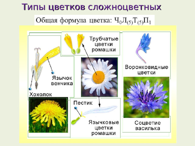 Типы цветков сложноцветных 