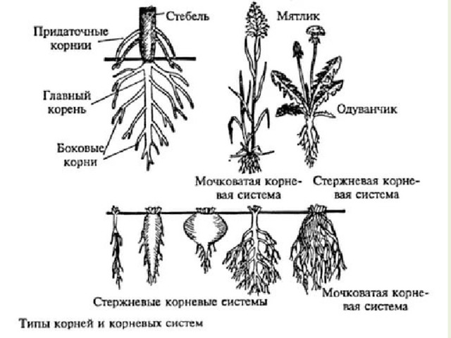 Классификация корней по расположению в субстрате 