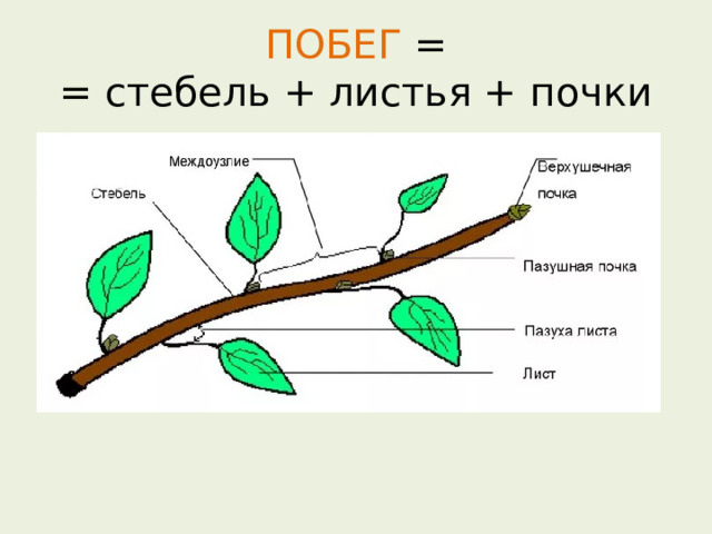 ПОБЕГ =  = стебель + листья + почки 