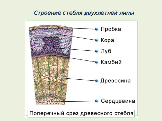 Строение стебля двухлетней липы 