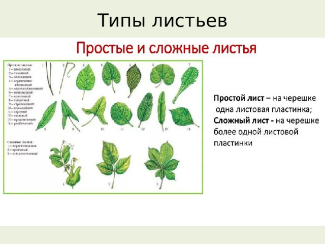 Типы листьев   