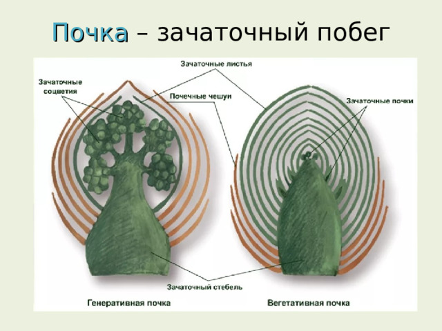 Почка  – зачаточный побег 