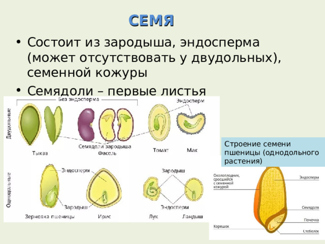СЕМЯ Состоит из зародыша, эндосперма (может отсутствовать у двудольных), семенной кожуры Семядоли – первые листья Строение семени пшеницы (однодольного растения) 