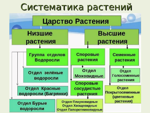 Систематика растений 