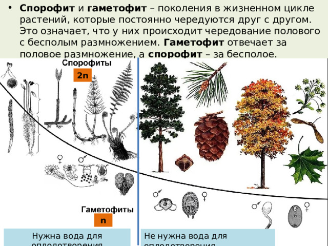 Спорофит и гаметофит – поколения в жизненном цикле растений, которые постоянно чередуются друг с другом. Это означает, что у них происходит чередование полового с бесполым размножением. Гаметофит отвечает за половое размножение, а спорофит – за бесполое. 2 n n Нужна вода для оплодотворения Не нужна вода для оплодотворения 