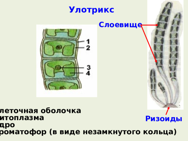 Улотрикс Слоевище 1 – клеточная оболочка 2 – цитоплазма 3 – ядро 4 – хроматофор (в виде незамкнутого кольца) Ризоиды 