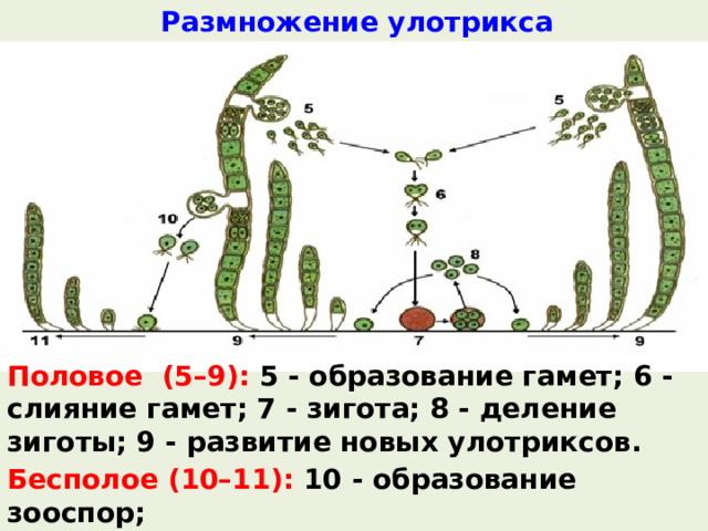 Размножение улотрикса Половое (5–9):  5 - образование гамет; 6 - слияние гамет; 7 - зигота; 8 - деление зиготы; 9 - развитие новых улотриксов. Бесполое (10–11): 10 - образование зооспор; 11 - развитие новых улотриксов.  