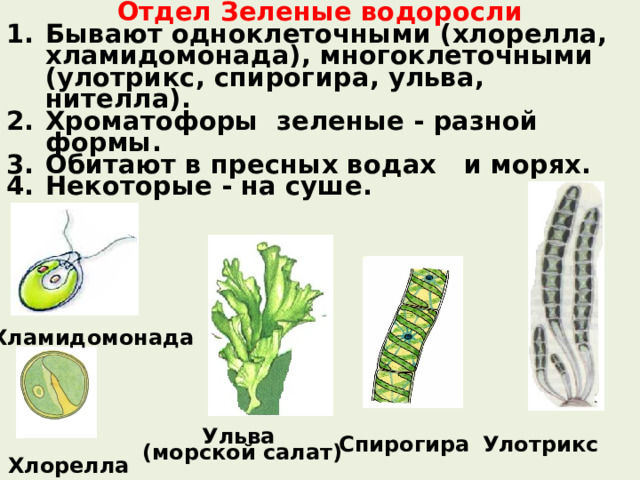 Отдел Зеленые водоросли Бывают одноклеточными (хлорелла, хламидомонада), многоклеточными (улотрикс, спирогира, ульва, нителла). Хроматофоры зеленые - разной формы. Обитают в пресных водах и морях. Некоторые - на суше. Хламидомонада Спирогира Ульва  (морской салат) Улотрикс Хлорелла 