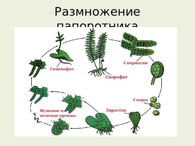 Размножение папоротника 